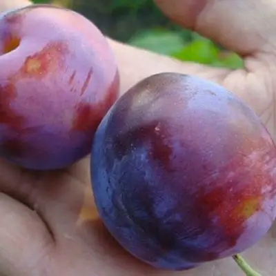 Слива РЕНКЛОД в Волковыске