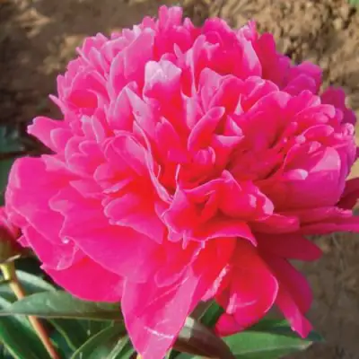 Пион РУБИНОВЫЙ СВЕТ травянистый в Волковыске