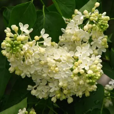 Сирень ПРИМРОУЗ в Волковыске