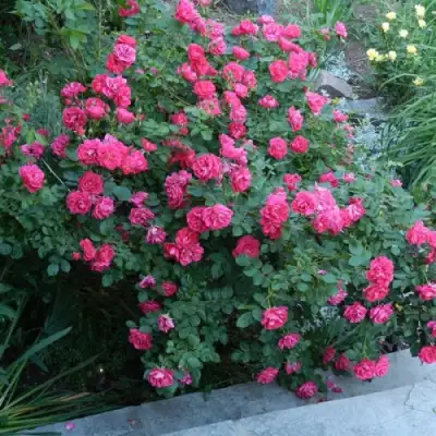 Роза ДЖОРДЖ ВАНКУВЕР флорибунда в Волковыске