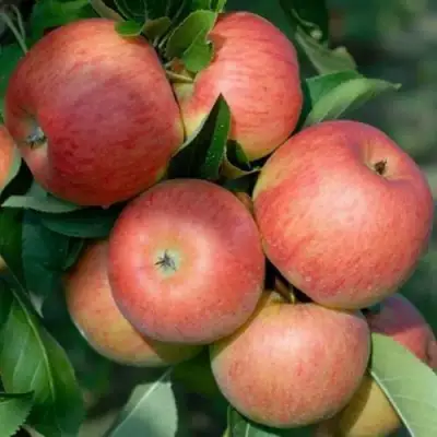 Яблоня ТОПАЗ в Волковыске