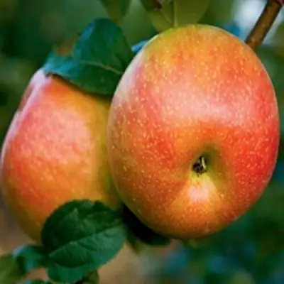 Яблоня ПЕРСИКОВАЯ в Волковыске