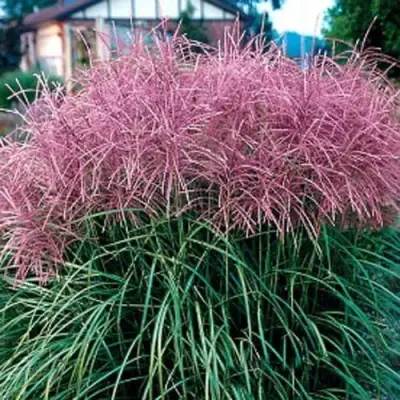 Мискантус МАЛЕПАРТУС китайский  в Волковыске