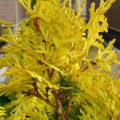 Туя ЕВРОПА ГОЛД западная в Волковыске