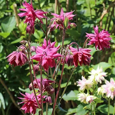 Аквилегия БАРЛОУ БОРДО обыкновенная в Волковыске