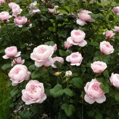 Роза КУИН ОФ СУИДЕН (КОРОЛЕВА ШВЕЦИИ) английская в Волковыске