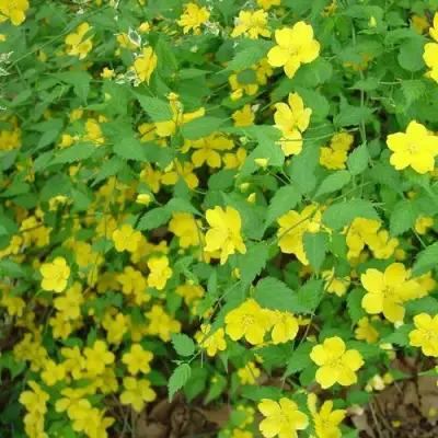 Керрия японская ГОЛДЕН ГИНЕЯ в Волковыске