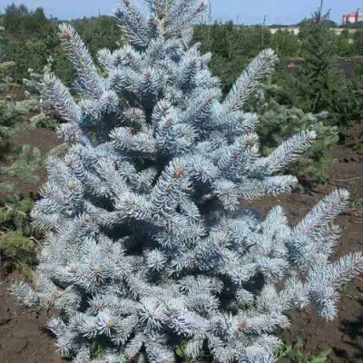 Ель МИСТИ БЛЮ голубая в Волковыске