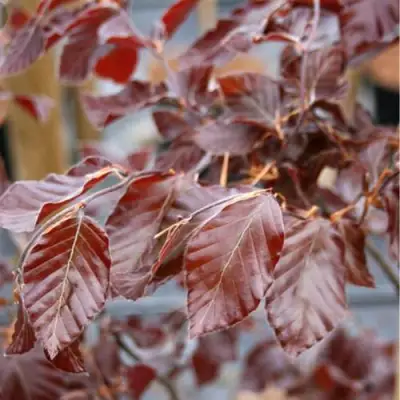 Бук лесной АТРОПУНИЦЕА в Волковыске