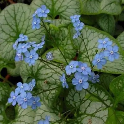 Бруннера ДЖЭК ФРОСТ в Волковыске