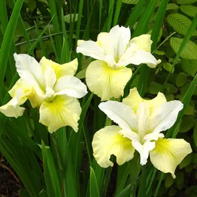 Ирис ЙЕЛЛОУ ТЕЙЛ сибирский в Волковыске
