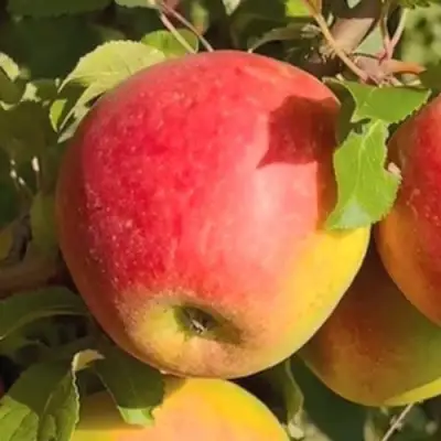 Яблоня САКАВИТА в Волковыске