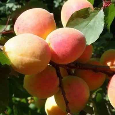 Абрикос СЮРПРИЗ в Волковыске