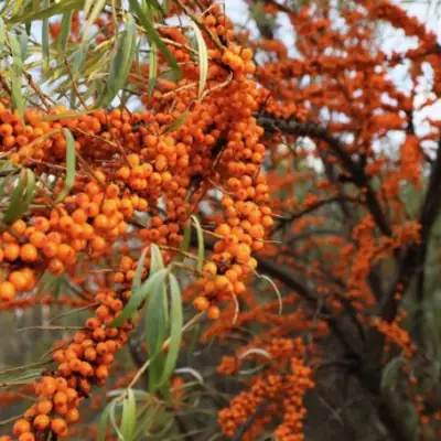 Облепиха СЕРАФИМА в Волковыске
