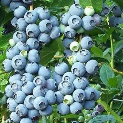 Голубика НОРТЛАНД в Волковыске