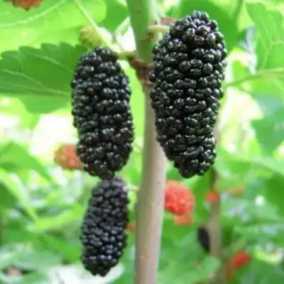 Шелковица ГАЛИЦИЯ в Волковыске