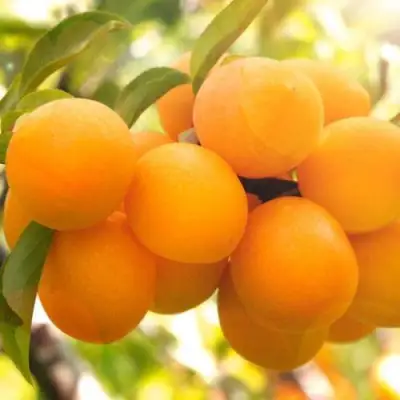 Слива МАРА в Волковыске