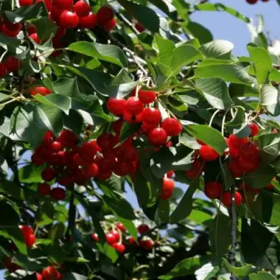 Вишня БРУСНИЦЫНА степная в Волковыске