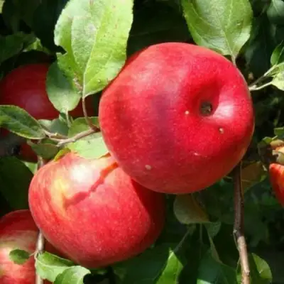 Яблоня ВАЛЕРИЯ в Волковыске