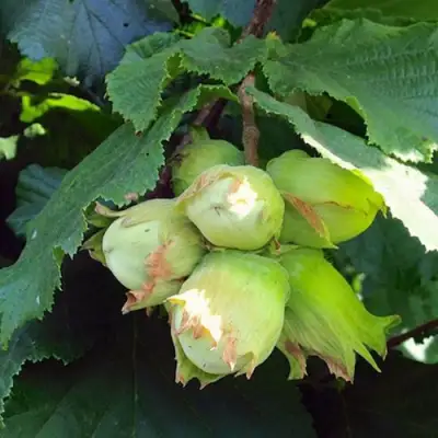 Фундук ТАМБОВСКИЙ РАННИЙ в Волковыске