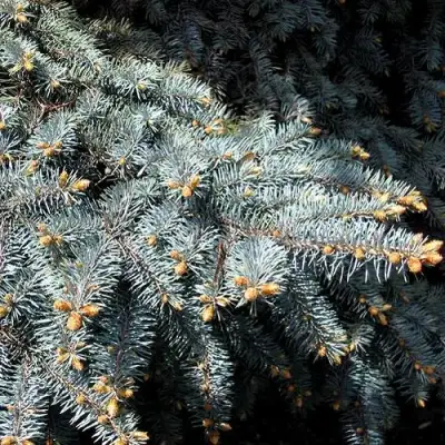 Ель НАНА сизая в Волковыске