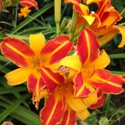 Лилейник ФРАНС ХАЛС в Волковыске