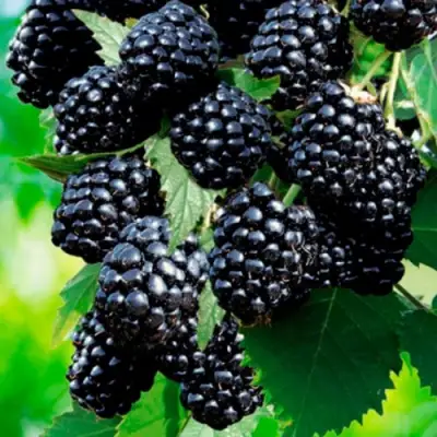 Ежевика ЛОХТЕЙ бесшипная в Волковыске