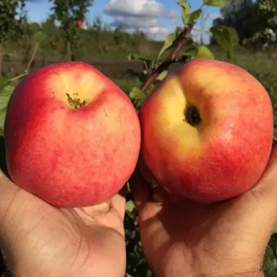 Яблоня КОВРОВОЕ стелющаяся в Волковыске