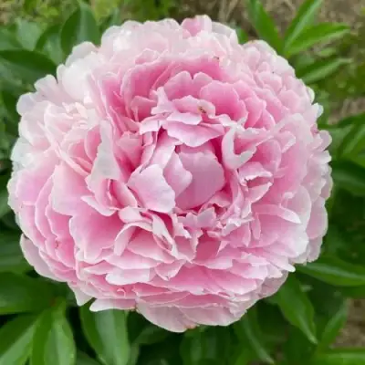 Пион КАТРИН ФОНТЕЙН травянистый в Волковыске