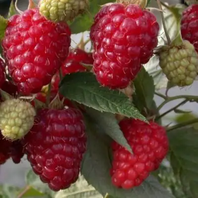 Малина ЭЛЕГАНТНАЯ в Волковыске