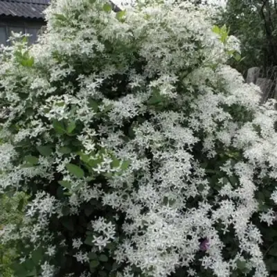 Клематис МАНЬЧЖУРСКИЙ в Волковыске