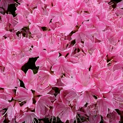 Азалия КЕРМЕСИНА РОУЗ японская в Волковыске