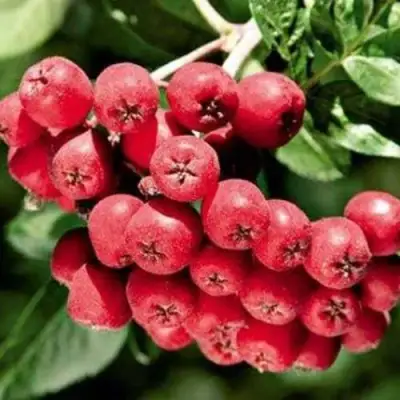 Рябина МОРАВСКАЯ сладкоплодная в Волковыске