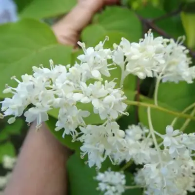 Сирень АМУРСКАЯ в Волковыске