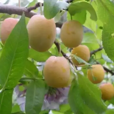 Слива УТРО в Волковыске