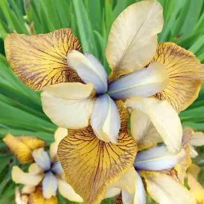 Ирис ФЛАЙИНГ ФИДДЛЗ сибирский в Волковыске