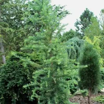 Лиственница КЕМПФЕРА в Волковыске