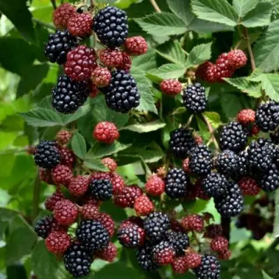 Ежевика РУБЕН ремонтантная  в Волковыске