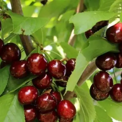 Черешня ИПУТЬ в Волковыске