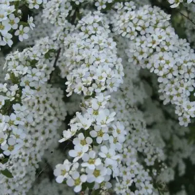 Спирея АРГУТА в Волковыске