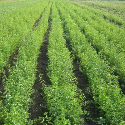 Подвой сливы ДИКАЯ АЛЫЧА в Волковыске