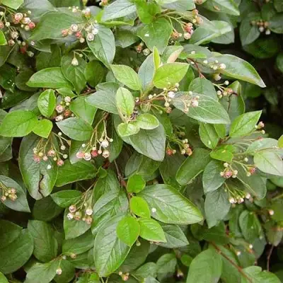 Кизильник блестящий в Волковыске