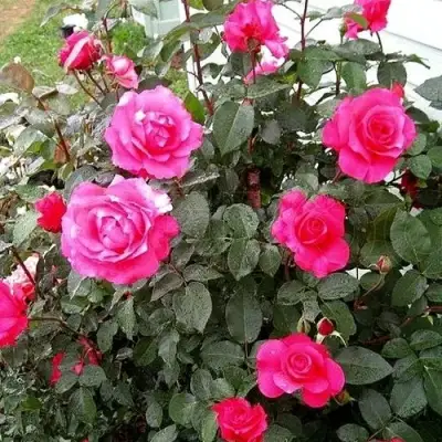 Роза МАЛИНОВЫЙ ЗВОН чайно-гибридная в Волковыске