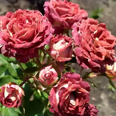 Роза ТИРАМИСУ спрей в Волковыске