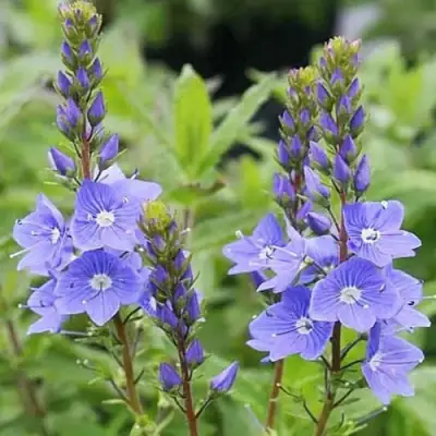 Вероника РОЯЛ БЛЮ большая в Волковыске