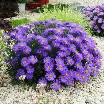 Астра ЛЕДИ ИН БЛЮ в Волковыске