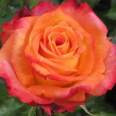 Роза ВАУ чайно-гибридная в Волковыске