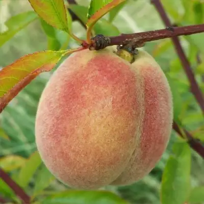 Персик ЕЛГАВСКИЙ в Волковыске