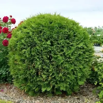 Туя ВУДВАРДИ западная в Волковыске