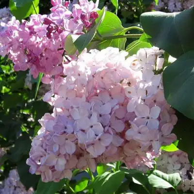 Сирень ГОРТЕНЗИЯ в Волковыске